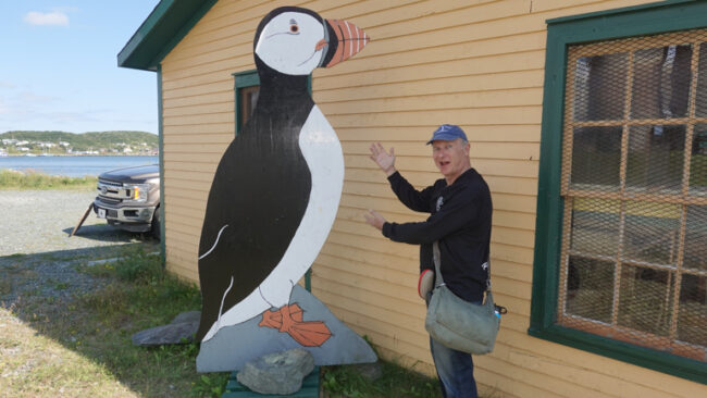 giant puffin