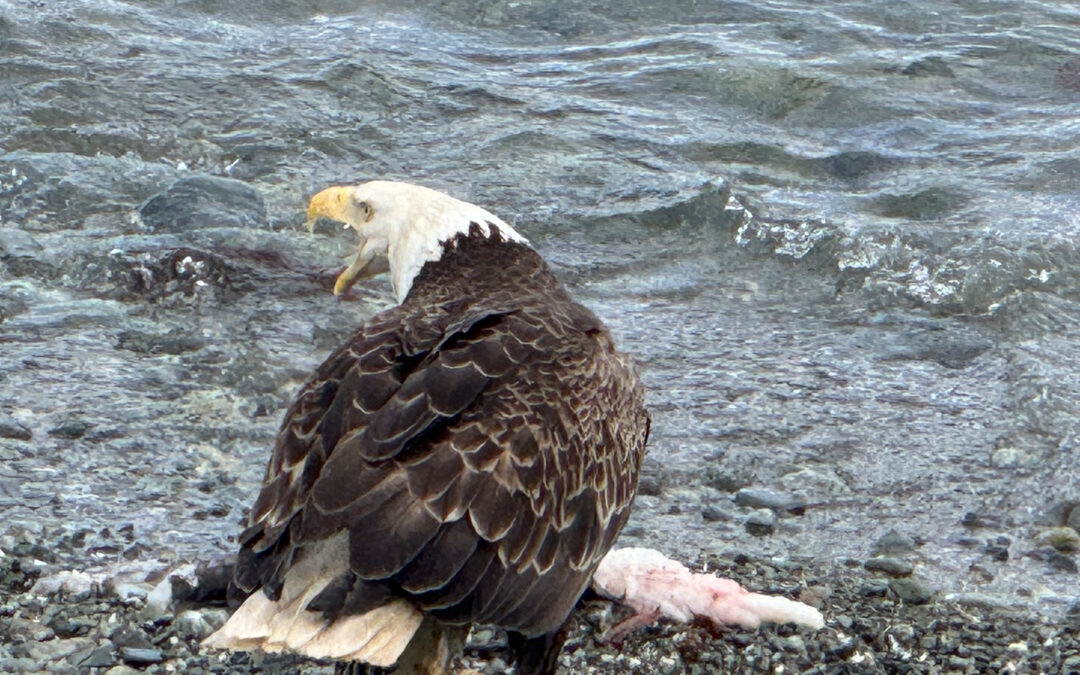 UNALASKA AND DUTCH HARBOR